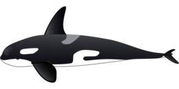 animals & Killer whale free transparent png image.