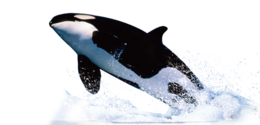 animals & Killer whale free transparent png image.