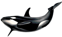 animals & Killer whale free transparent png image.