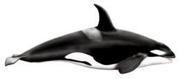 animals & Killer whale free transparent png image.