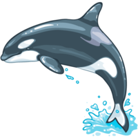 animals & Killer whale free transparent png image.