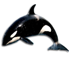 animals & Killer whale free transparent png image.