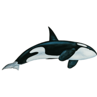 animals & killer whale free transparent png image.