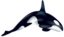 animals & Killer whale free transparent png image.