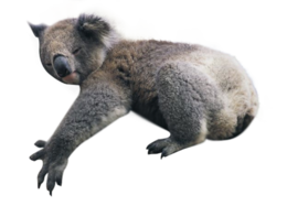 animals & Koala free transparent png image.