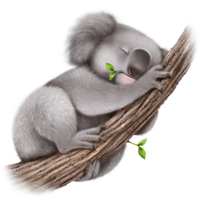 animals & koala free transparent png image.