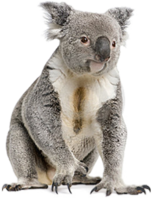 animals & koala free transparent png image.