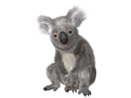 animals & koala free transparent png image.