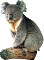 animals & koala free transparent png image.