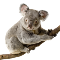 animals & koala free transparent png image.