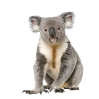 animals & Koala free transparent png image.