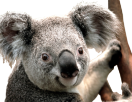 animals & Koala free transparent png image.