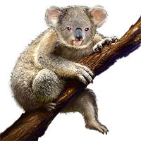 animals & koala free transparent png image.