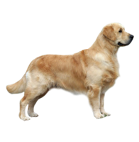 animals & Labrador Retriever free transparent png image.