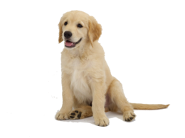 animals & Labrador Retriever free transparent png image.