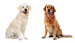 animals & Labrador Retriever free transparent png image.