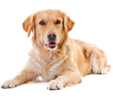 animals & labrador retriever free transparent png image.