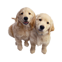 animals & Labrador Retriever free transparent png image.