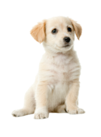 animals & labrador retriever free transparent png image.