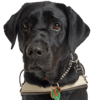 animals & labrador retriever free transparent png image.