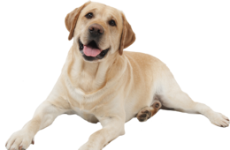 animals & Labrador Retriever free transparent png image.