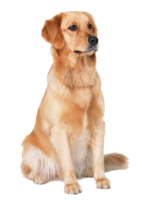 animals & Labrador Retriever free transparent png image.