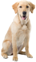 animals & Labrador Retriever free transparent png image.