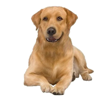 animals & labrador retriever free transparent png image.