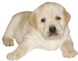 animals & Labrador Retriever free transparent png image.