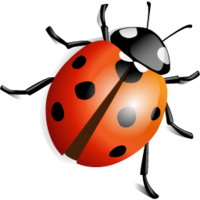 insects&Ladybug png image.