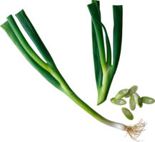 vegetables & Leek free transparent png image.