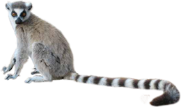 animals & Lemur free transparent png image.