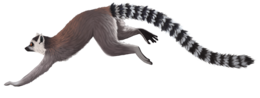 animals & Lemur free transparent png image.