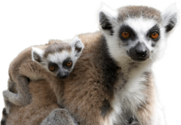 animals & lemur free transparent png image.