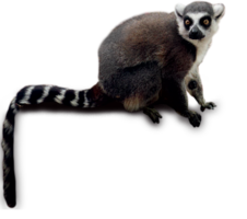 animals & lemur free transparent png image.