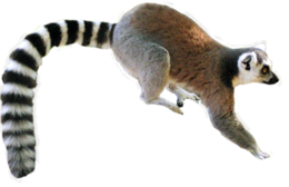 animals & Lemur free transparent png image.