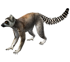 animals & lemur free transparent png image.