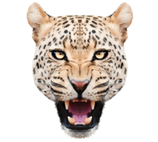 animals&Leopard png image.