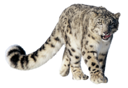 animals & leopard free transparent png image.