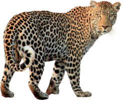 animals & Leopard free transparent png image.