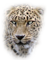 animals & Leopard free transparent png image.