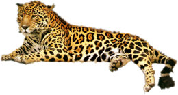 animals & leopard free transparent png image.