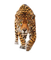 animals & leopard free transparent png image.