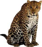 animals & Leopard free transparent png image.