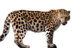 animals & leopard free transparent png image.