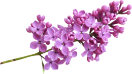 flowers&Lilac png image.