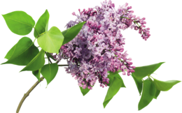 flowers & Lilac free transparent png image.