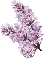 flowers & lilac free transparent png image.