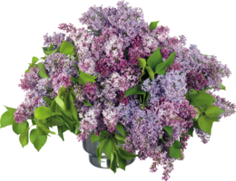 flowers & Lilac free transparent png image.