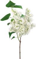 flowers & Lilac free transparent png image.